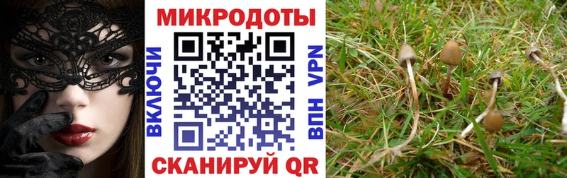 Псилоцибиновые грибы мицелий  как найти   Муравленко 